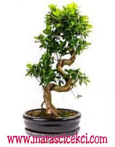 bonsai çiçeği 20 yıllık