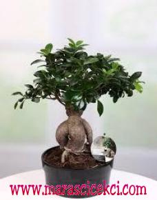 bonsai çiçeği