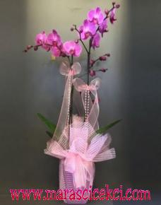 pembe orkide 2 li